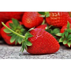 FL FRAISE CLERY BARQUETTE
