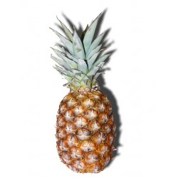 FL ANANAS PAIN DE SUCRE BENIN AU POIDS
