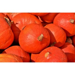 FL COURGE POTIMARRON AU POIDS
