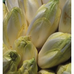 FL ENDIVES AU POIDS