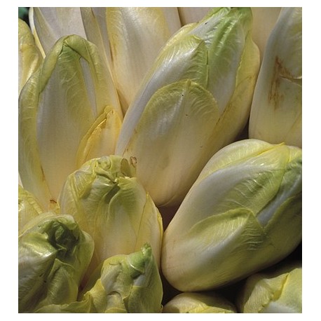 FL ENDIVES AU POIDS