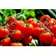 FL TOMATE CERISE GRAPPE ESP AU POIDS