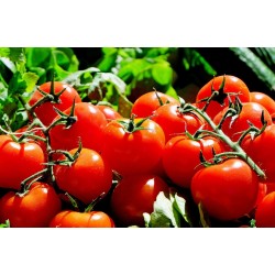 FL TOMATE CERISE GRAPPE ESP AU POIDS