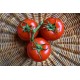 FL TOMATE GRAPPE ESP AU POIDS