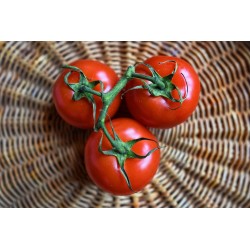 FL TOMATE GRAPPE ESP AU POIDS
