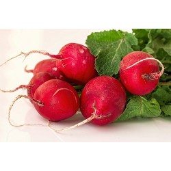 FL RADIS ROSE BOTTE