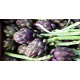 FL ARTICHAUT VIOLET FRANCE AU POIDS