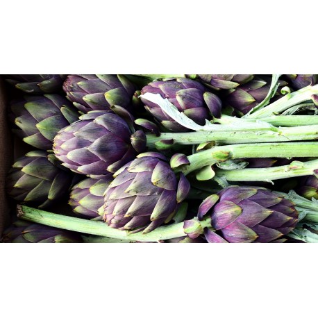 FL ARTICHAUT VIOLET FRANCE AU POIDS