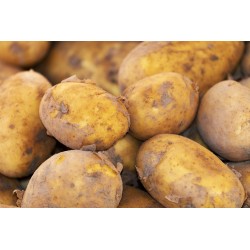 FL POMME DE TERRE NOUVELLE LOCALE AU POIDS