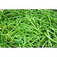 FL HARICOT VERT AU POIDS