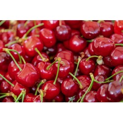 FL CERISE LOCALE AU POIDS