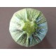 FL COURGETTE RONDE LOCALE AU POIDS