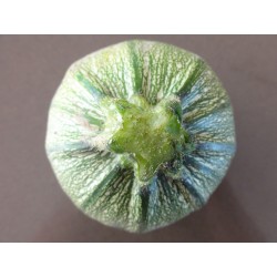 FL COURGETTE RONDE LOCALE AU POIDS