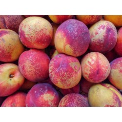 FL NECTARINE BLANCHE AU POIDS