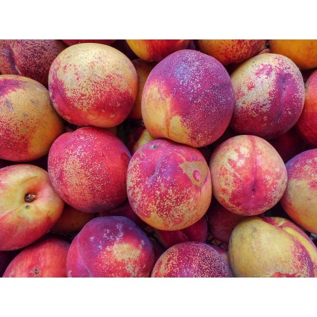 FL NECTARINE BLANCHE AU POIDS