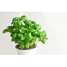FL AROMATE EN POT BASILIC