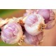 FL AIL FRAIS VIOLET LOCAL AU POIDS