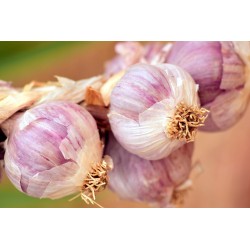 FL AIL FRAIS VIOLET LOCAL AU POIDS