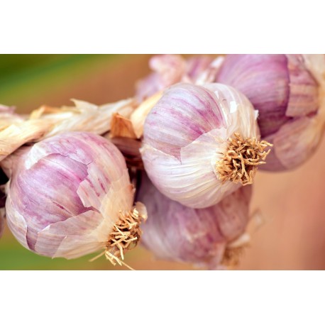FL AIL FRAIS VIOLET LOCAL AU POIDS
