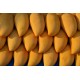FL MANGUE SAUVAGE MEXIQUE AU POIDS