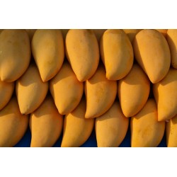 FL MANGUE SAUVAGE MEXIQUE AU POIDS