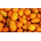 FL KUMQUAT