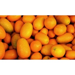 FL KUMQUAT