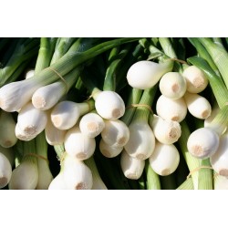 FL OIGNON BLANC BOTTE