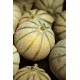 FL MELON AU POIDS
