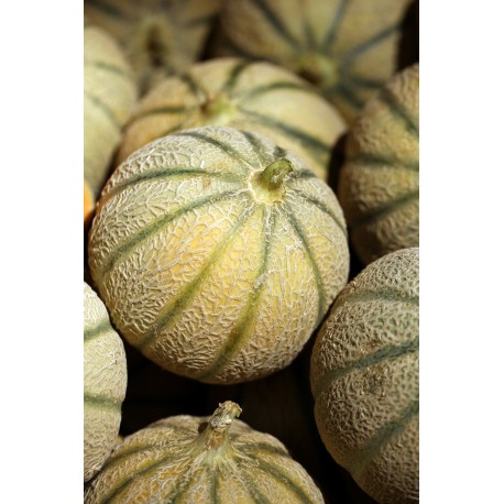 FL MELON AU POIDS